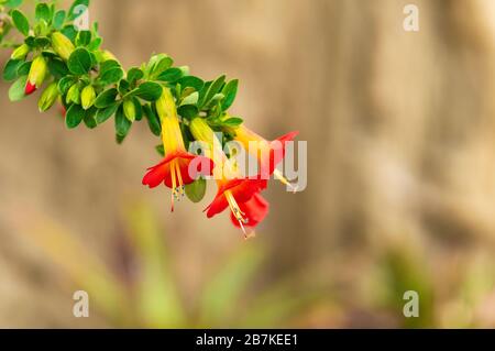 I tre colori (rosso, giallo, verde) la cantuta (cantua buxifolia) è il fiore nazionale della Bolivia e si trova nella catena montuosa delle Ande. Foto Stock