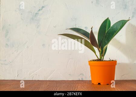 Pianta di gomma su tavola. Spazio di copia. Foto Stock