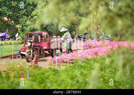 I contadini piantano fiori nella città di Boao, nella città di Qionghai, nella provincia di Hainan, nel sud della Cina, il 12 febbraio 2020. Foto Stock