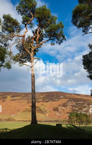 Pinus sylvestris. Pini scozzesi lungo la valle dei tweet nella campagna di confine scozzese. Scozia Foto Stock