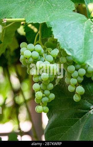 Fascicolare l'uva verde tra le foglie. Ramo di vite con racemole di uva Foto Stock