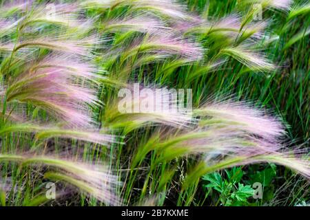 Erba mat. Piuma d'oca o Needle Grass, Nassella tenuissima Foto Stock