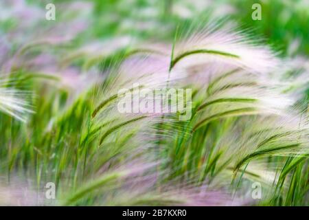 Erba mat. Piuma d'oca o Needle Grass, Nassella tenuissima Foto Stock