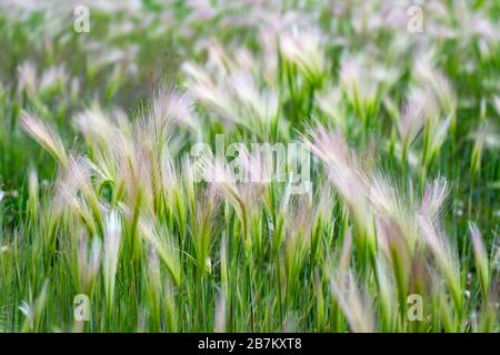 Erba mat. Piuma d'oca o Needle Grass, Nassella tenuissima Foto Stock