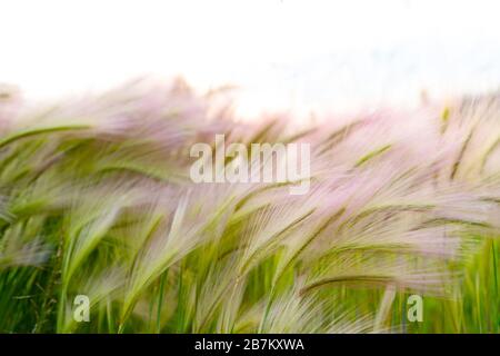 Erba mat. Piuma d'oca o Needle Grass, Nassella tenuissima Foto Stock