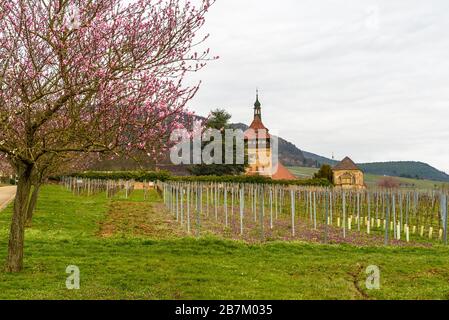 Fioritura delle mandorle a Geilweiler Hof, Siebeldingen, strada tedesca del vino, Renania-Palatinato, Germania Foto Stock