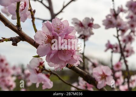 Ramo di mandorle in fiore rosa, strada del vino tedesco, Renania-Palatinato, Germania Foto Stock