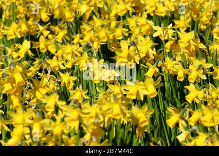 Primo piano di una massa di narcisi gialli di primavera tete-a-tete fioriti in un bordo di fiori Foto Stock