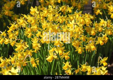 Primo piano di una massa di narcisi gialli di primavera tete-a-tete fioriti in un bordo di fiori Foto Stock