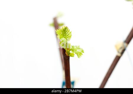 Fioritura di giovani pianta di una vite su uno sfondo bianco. La crescita di uve giovani foglie in vivaio. Foto Stock