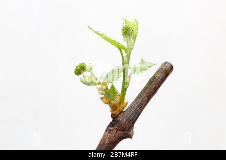 Fioritura di giovani pianta di una vite su uno sfondo bianco. La crescita di uve giovani foglie in vivaio. Foto Stock