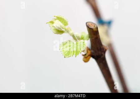 Fioritura di giovani pianta di una vite su uno sfondo bianco. La crescita di uve giovani foglie in vivaio. Foto Stock