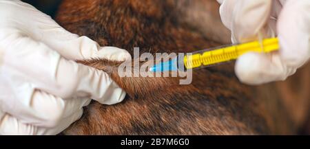 vaccinazione per un animale domestico. veterinario medico dà un'iniezione ad un animale. Foto Stock