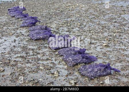 Reti di pesca viola / frutti di mare allineate sulle spiaggette del Tamigi estuario, al largo di Southend-on-Sea, Essex. Foto Stock