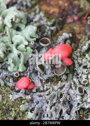 Illosporiopsis christiansenii, un fungo rosso lichenicolo dalla Finlandia senza nome comune inglese Foto Stock