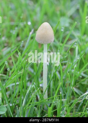 L'apala di Conocybe, conosciuta come il cappuccio bianco della dunce, fungo selvatico dalla Finlandia Foto Stock