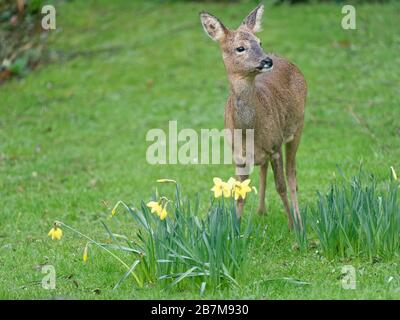 Alert Roe cervi (Capreolus capreolus) doe in piedi su un prato vicino Daffodils fioritura, Wiltshire giardino, Regno Unito, febbraio. Foto Stock