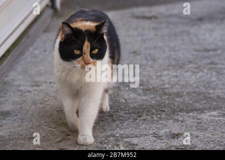 Immagine ravvicinata di tre colori randagi gatto, simpatico gattino femminile Foto Stock