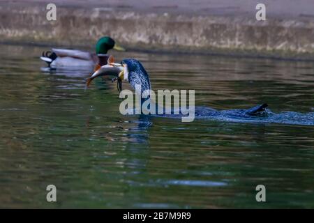 Northampton, Regno Unito, 17 marzo 2020, il tempo brutto non fermò questo Cormorano. Phalacrocurax cabo (Phalacrocoracidae) da prendere la prima colazione nel lago inferiore ad Abington Park. Credit: Keith J Smith./Alamy Live News Foto Stock