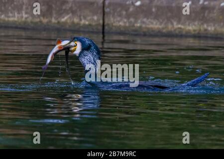 Northampton, Regno Unito, 17 marzo 2020, il tempo brutto non fermò questo Cormorano. Phalacrocurax cabo (Phalacrocoracidae) da prendere la prima colazione nel lago inferiore ad Abington Park. Credit: Keith J Smith./Alamy Live News Foto Stock