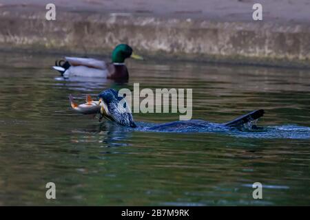 Northampton, Regno Unito, 17 marzo 2020, il tempo brutto non fermò questo Cormorano. Phalacrocurax cabo (Phalacrocoracidae) da prendere la prima colazione nel lago inferiore ad Abington Park. Credit: Keith J Smith./Alamy Live News Foto Stock