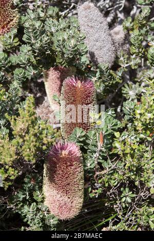 Taglio foglie Banksia fiori in diverse fasi nella giornata di sole in inverno Foto Stock