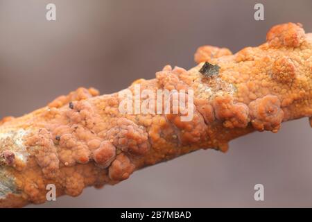 Peniophora incarnata, conosciuta come la crosta rosea, fungo selvatico dalla Finlandia Foto Stock