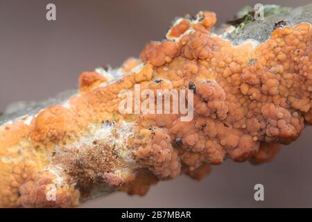 Peniophora incarnata, conosciuta come la crosta rosea, fungo selvatico dalla Finlandia Foto Stock