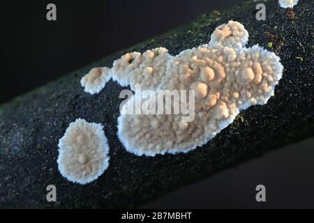 Cylindrobasidium evolve (SYN. Corticium laeve), conosciuto come il contagocce lacrimale, fungo selvatico dalla Finlandia Foto Stock