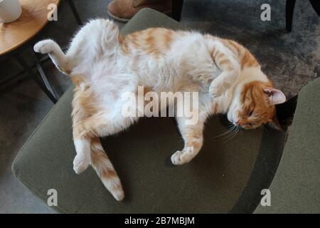 Gatto zenzero che dorme in un modo divertente scatto in vista dall'alto intera lunghezza interna immagine di luce naturale. Foto Stock