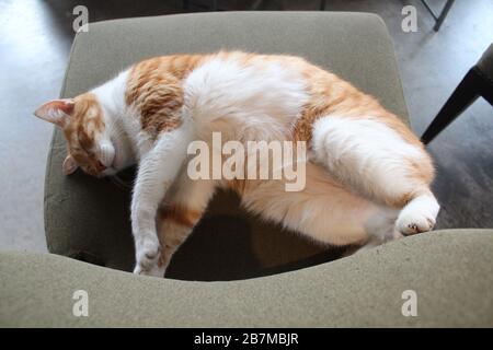 Vista dall'alto a tutta lunghezza del gatto zenzero addormentato sulla sedia Foto Stock