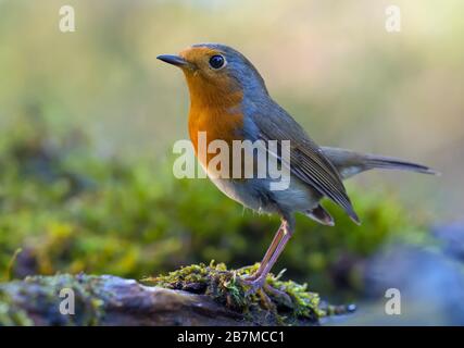 Il Robin europeo maturo (erithacus rubecula) fine posando su un tronco di albero vecchio coperto muschio in ambiente muschio Foto Stock