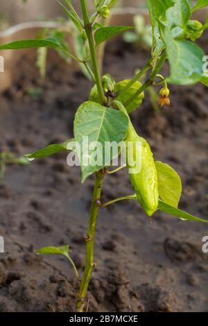 Peperone giovane che cresce sul cespuglio nel giardino. Bulgaro o pianta di pepe dolce. Profondità di campo bassa. Foto Stock