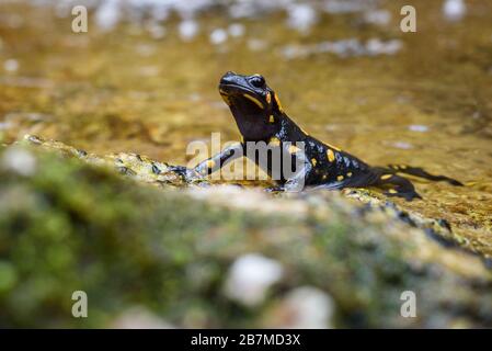 Ritratto di salamandra fuoco in acqua fiume ruscello ambiente naturale. Piccola lucertola anfibia nera arancione in habitat naturale primo piano macro shot. Vrh Foto Stock