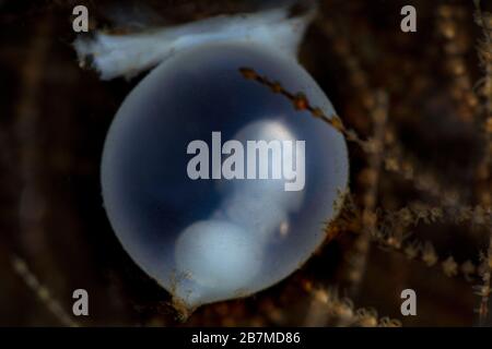 Sta emergendo una nuova vita. Uovo di seppia con embrione. Macro fotografia subacquea da Tulamben, Bali, Indonesia Foto Stock