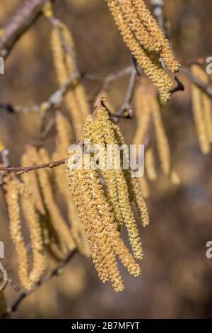 Albero di nocciola con un sacco di polline di nocciola giallo grande Foto Stock