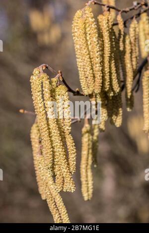 Albero di nocciola con un sacco di polline di nocciola giallo grande Foto Stock