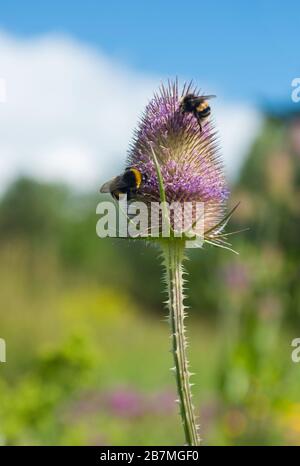 Vista ravvicinata di due api che si nutrono di una teasella fiorita Foto Stock