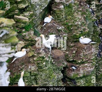Una gannetta che ruba materiale nidificante da un nido vicino osservato da molti uccelli che incubano le uova sui nidi circostanti a Bempton Cliffs Foto Stock