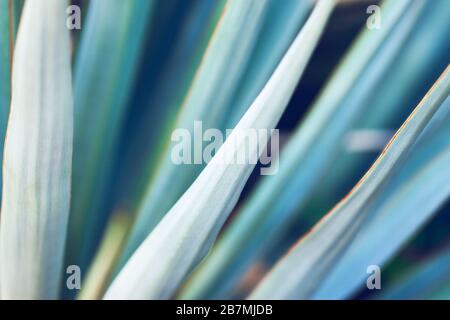 Abstract tropical motivo floreale come sfondo. Close-up di foglie di palmo in colori di menta. Foto Stock