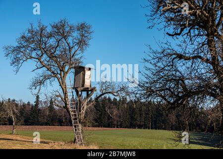 Shaky sollevato nascondere in cima ad un albero alto Foto Stock