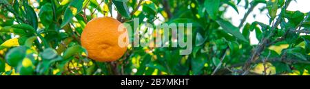 tangerini maturi su un albero prima di raccolto Foto Stock