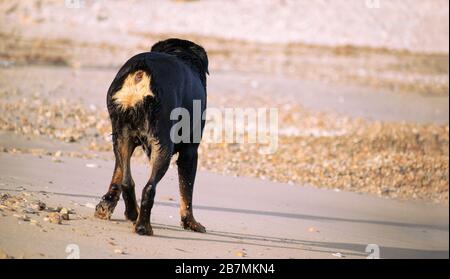 Un Rottweiler che corre in spiaggia durante l'estate. Cane di razza pericoloso in acqua in spiaggia scatenato prendendo un bagno felicemente. Foto Stock