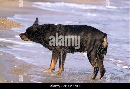 Un Rottweiler che corre in spiaggia durante l'estate. Cane di razza pericoloso in acqua in spiaggia scatenato prendendo un bagno felicemente. Foto Stock