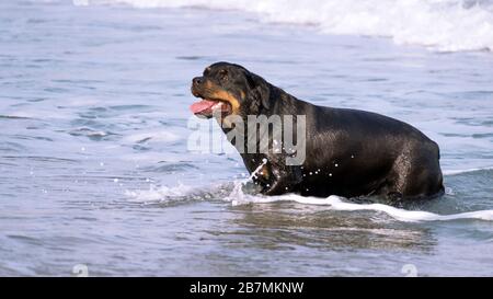 Un Rottweiler che corre in spiaggia durante l'estate. Cane di razza pericoloso in acqua in spiaggia scatenato prendendo un bagno felicemente. Foto Stock