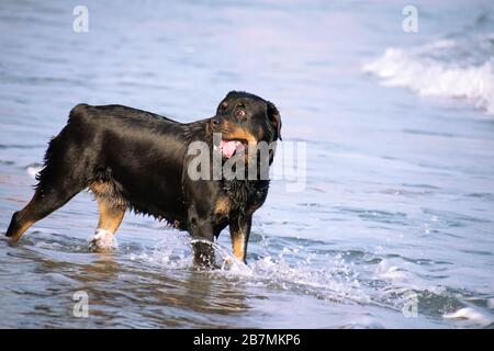 Un Rottweiler che corre in spiaggia durante l'estate. Cane di razza pericoloso in acqua in spiaggia scatenato prendendo un bagno felicemente. Foto Stock