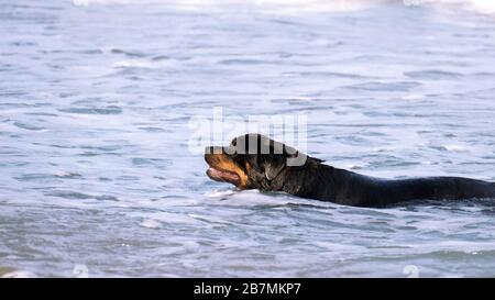 Un Rottweiler che corre in spiaggia durante l'estate. Cane di razza pericoloso in acqua in spiaggia scatenato prendendo un bagno felicemente. Foto Stock