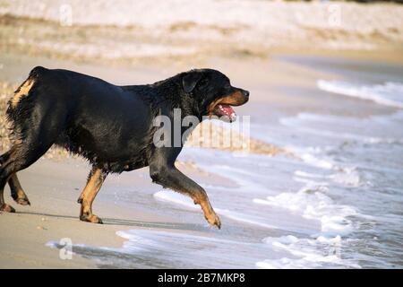 Un Rottweiler che corre in spiaggia durante l'estate. Cane di razza pericoloso in acqua in spiaggia scatenato prendendo un bagno felicemente. Foto Stock