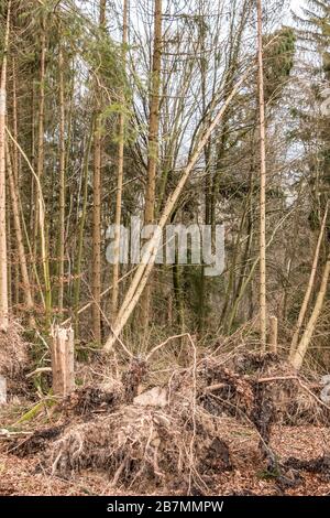 Alberi rotti dopo una grande tempesta con grandi squalls Foto Stock