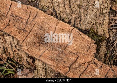 Molte scanalature di verme su un pezzo di legno di corteccia di albero Foto Stock